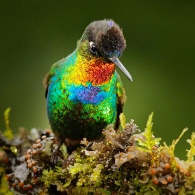 Brasilien-Reisen-GloboTur-Spezialist