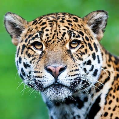 Nord-Pantanal Pantanal Jaguar Safari Brasilien GloboTur