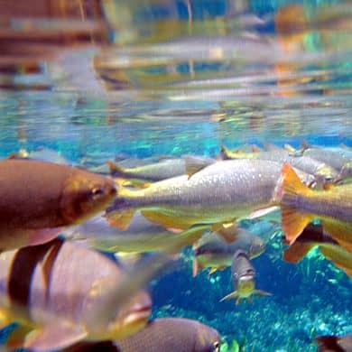 Fische Fluss Pantanal Globotur