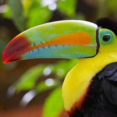 A Hornbill In Costa Rica