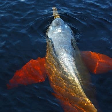 Brasilien Rundreisen Brasilien Highlights GloboTur