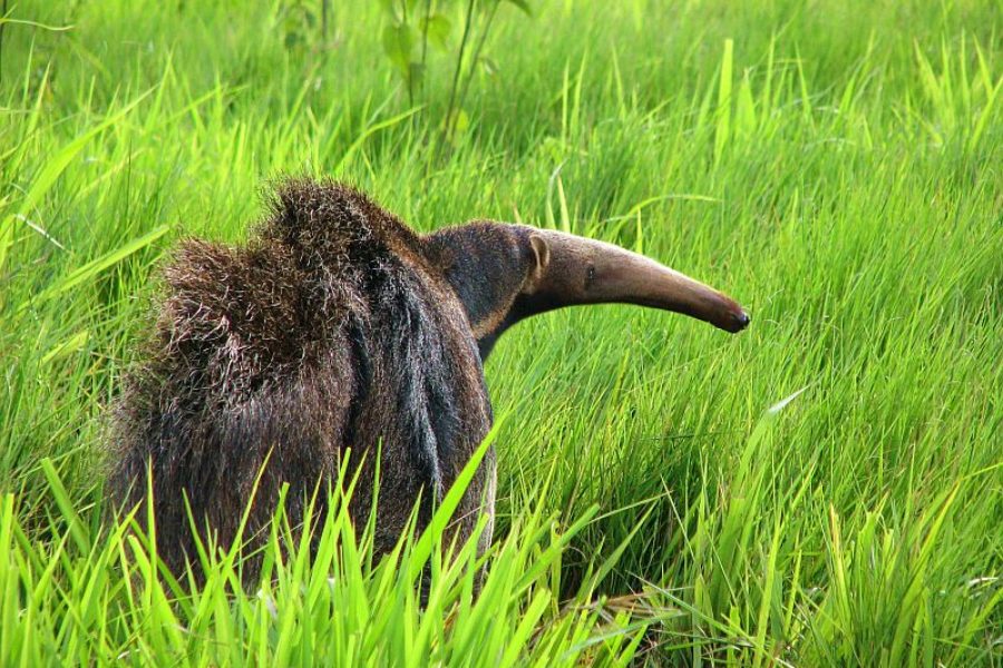 Brasilien-Spezialist-Ameisenbaer-GloboTur