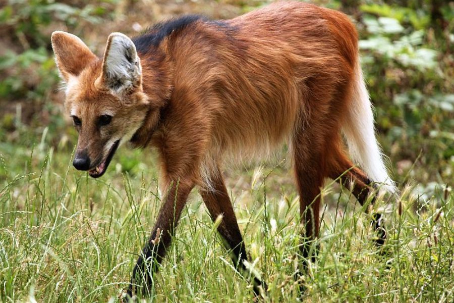 Brasilien-Reisenspezialist-Roter-Wolf-GloboTur