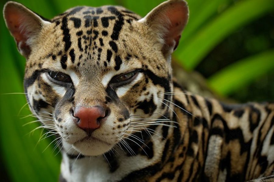Brasilienreisen Spezialist Wilde Katze GloboTur