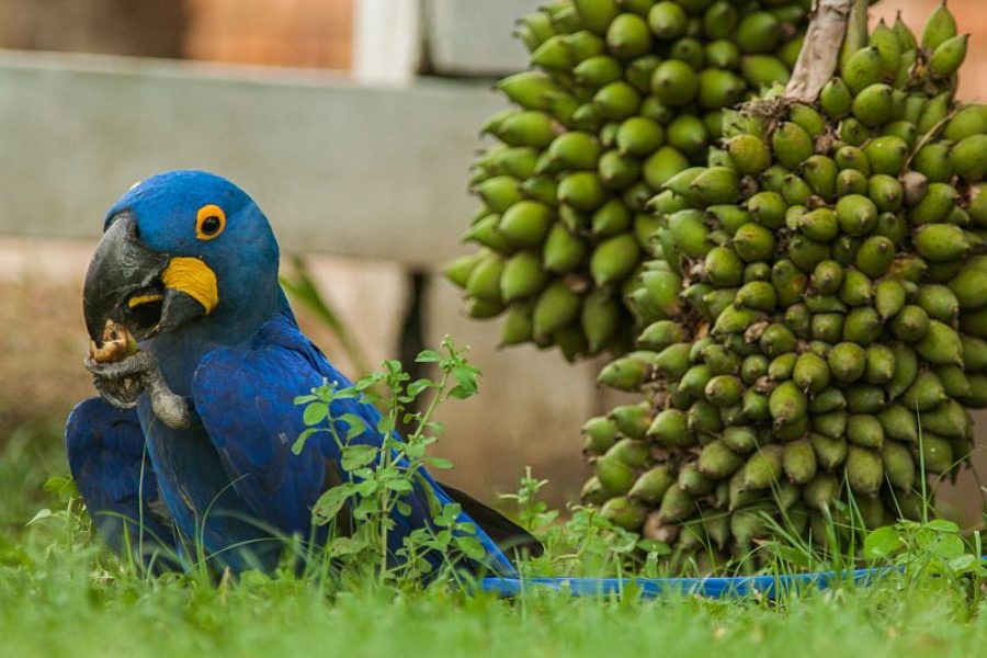 Blauer Ara Pantanal GloboTur