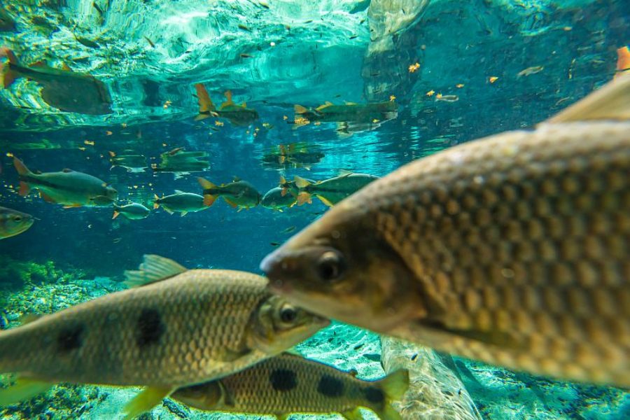 Schnorcheln in Bonito und Nobres Pantanal Brasilien GloboTur