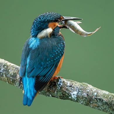 Brasilien Pantanal Intensiv Reisenspezialist GloboTur