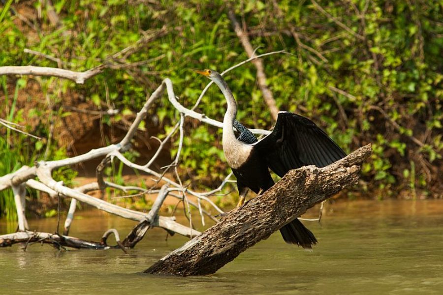 Brasilien Sumpfgebiet Pantanal GloboTur