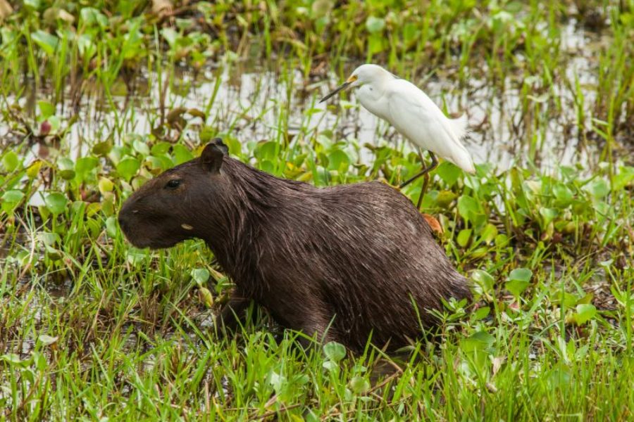 Capivara Pantanal Binnenfeuchtgebiet GloboTur