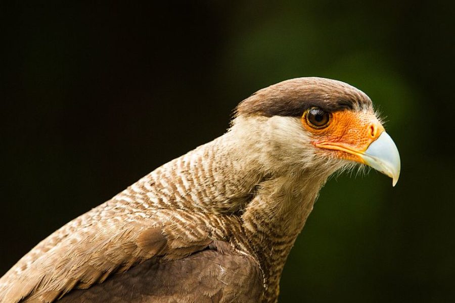 Naturparadies Brasilien GloboTur