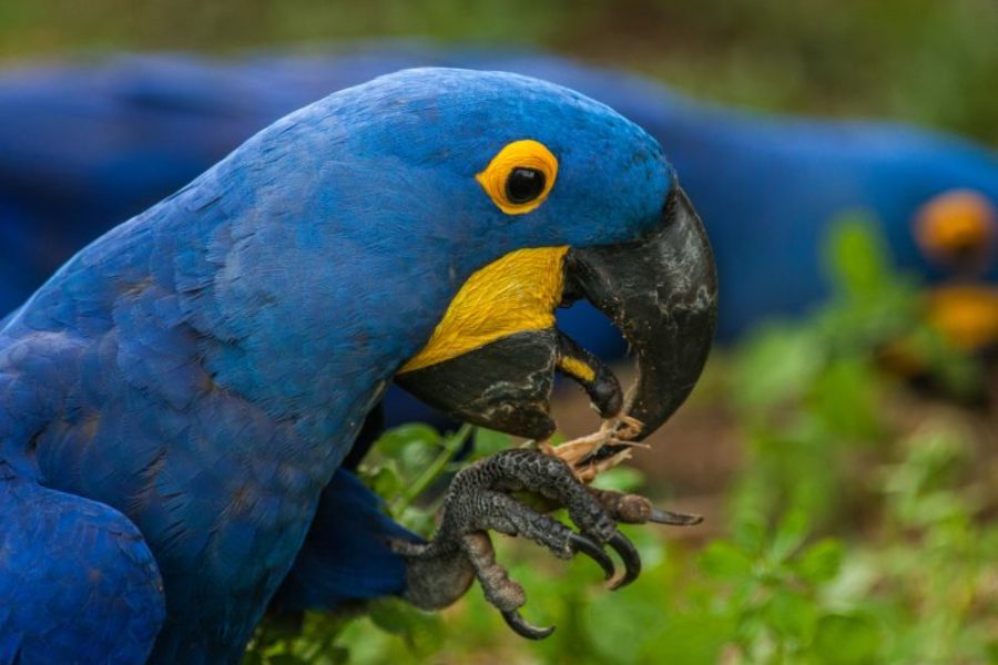 Pantanal Hyazinth-Ara GloboTur