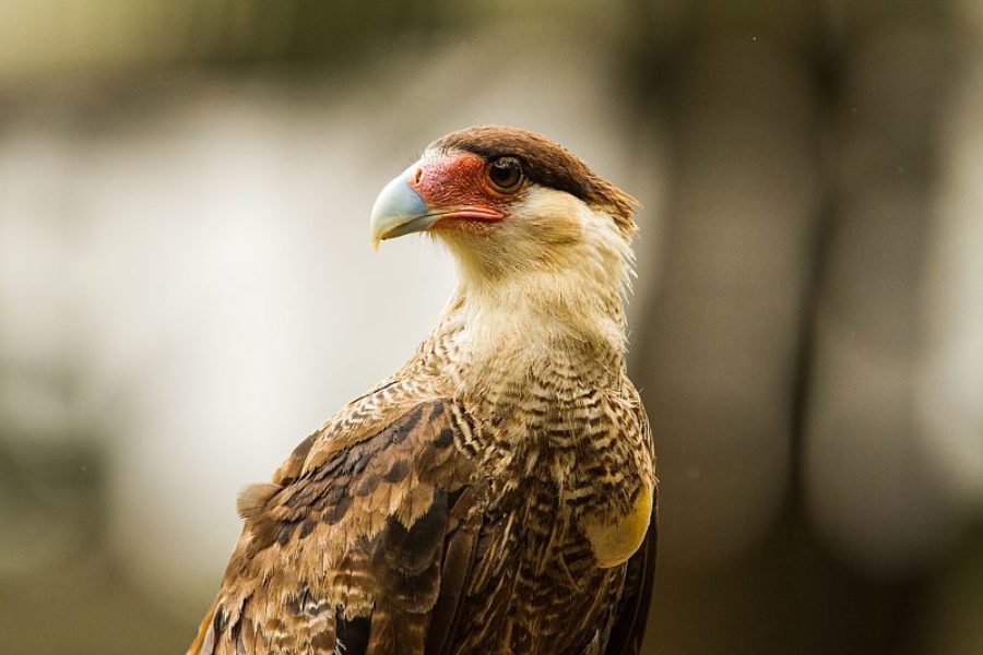 Pantanal Brasilien GloboTur