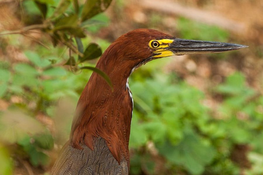 Pantanal Brasilien Sumpfgebiet GloboTur