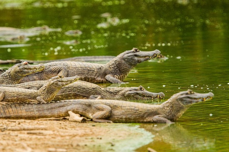 Pantanal Kaimane GloboTur