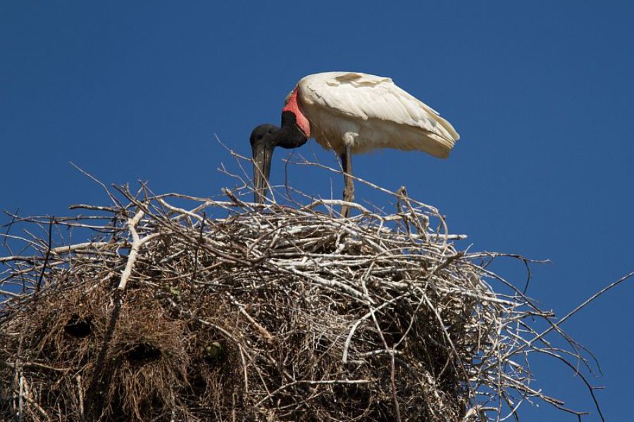 Pantanal Storchenvogel Tuiuiu GloboTur