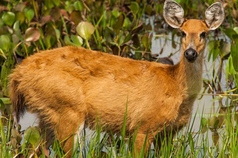 Pantanal Sumpfhirsch GloboTur