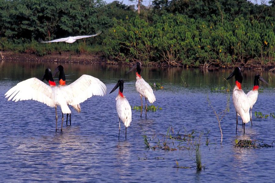 Pantanal Tierbeobachtung Jabiru Embratur GloboTur