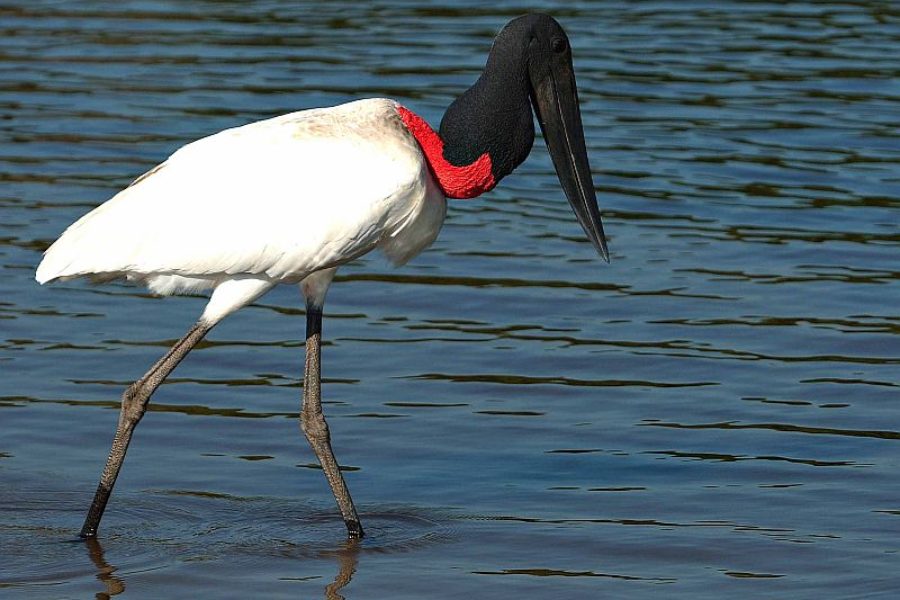 Pantanal Tuiuiú Governo Visitms