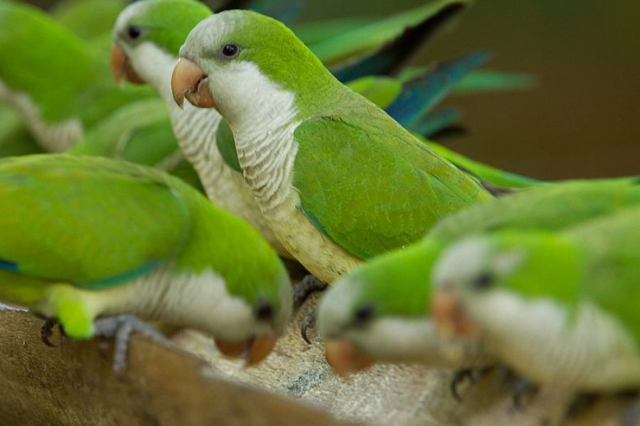 Pantanal Vogel GloboTur