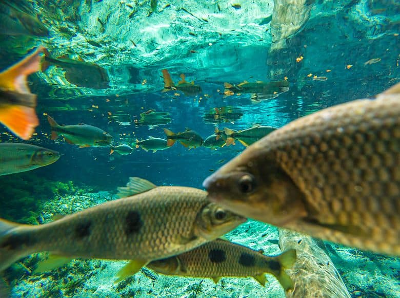 Schorcheln Bonito Silberfluss GloboTur