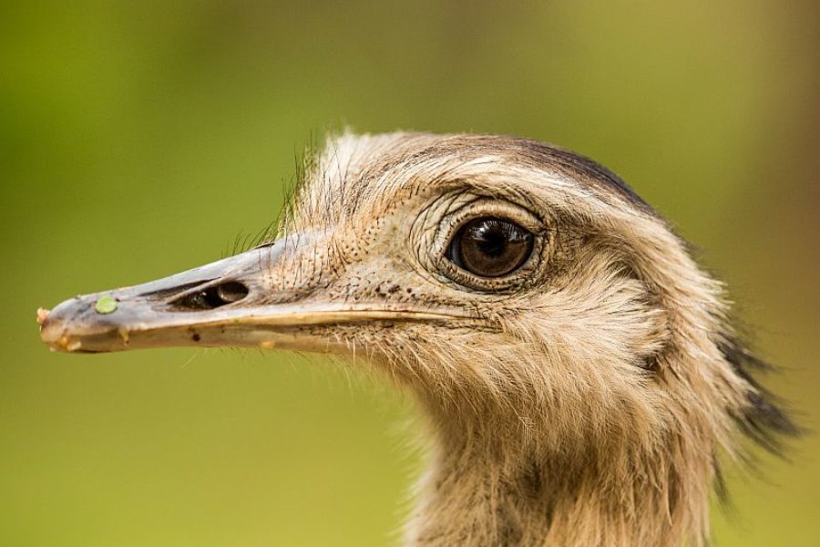 Strauss Vogel Pantanal GloboTur