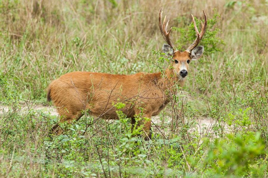 Sumpfhirsch Tierbeobachtung Pantanal GloboTur