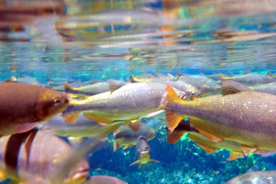 Unterwasserwelt Bonito Nobres Schnorcheln Embratur GloboTur