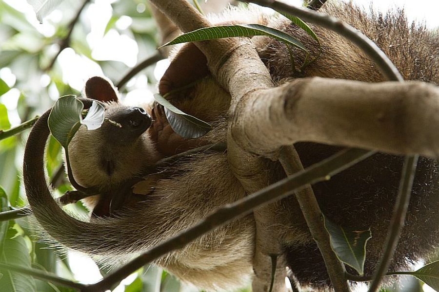 Wildnis Ameinsenbaer GloboTur