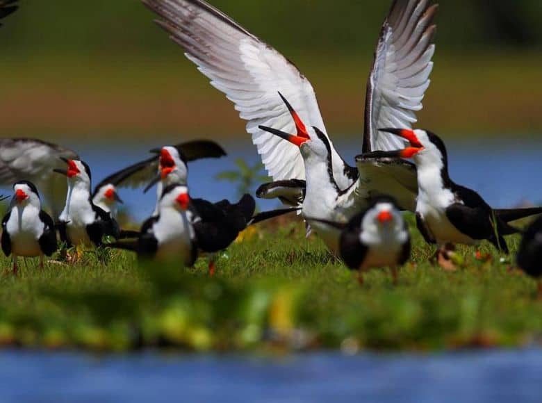 Mutum Hausboot Expedition Pantanal Nord GloboTur