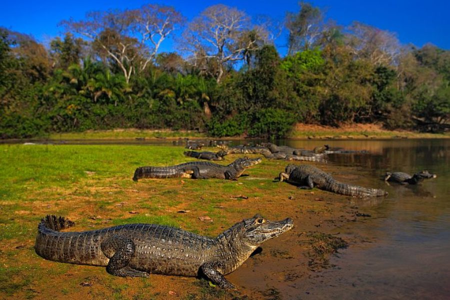 Caiman Pantanal Brasilien
