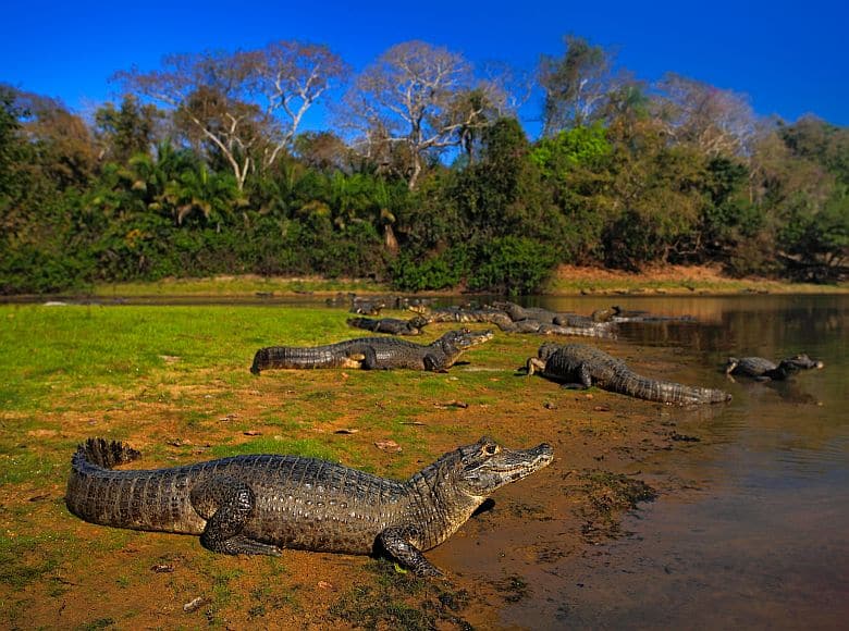 Caiman Pantanal Brasilien