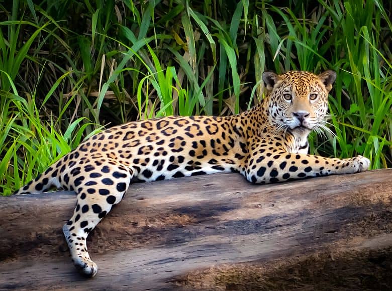 Jaguar-Safari-Pantanal-Brasilien-Reisenspezialist-GloboTur