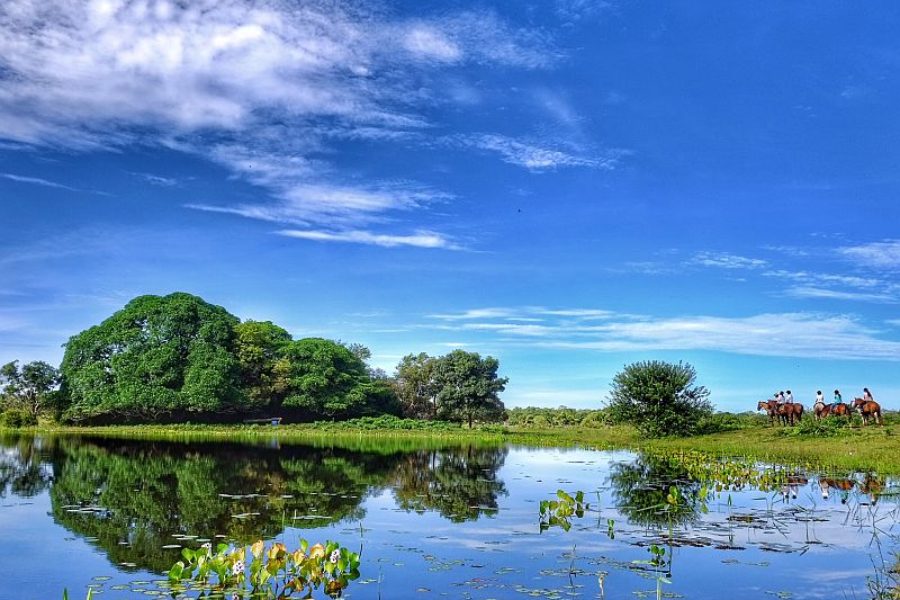 Aguape Pantanal Brasilien Naturlandschaft Tierbeobachtung GloboTur