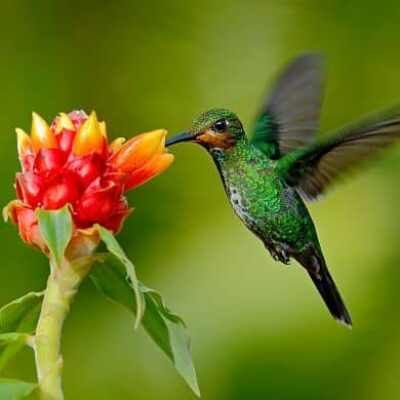 Brasilien-Beija-Flor-Kolibri-Vogelbeobachtung-Birdwatching-GloboTur