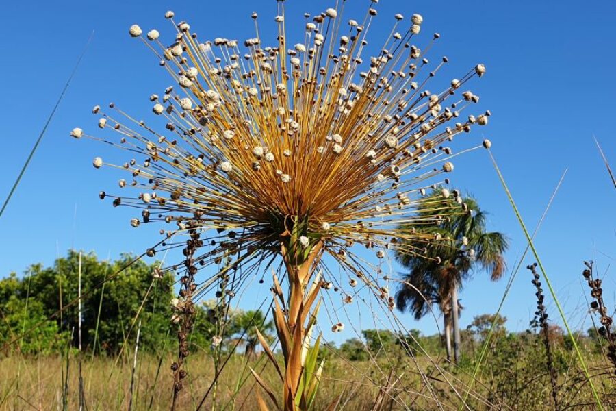 Brasilianische-Savanne-Zentralbrasilien-Ecofarm-Trijuncao-GloboTur