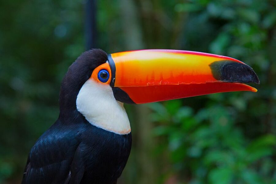 Brasilien-Fauna-und-Flora-GloboTur