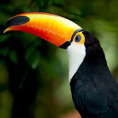 Brasilien-Individualreisen-Rundreisen-Spezialist-GloboTur