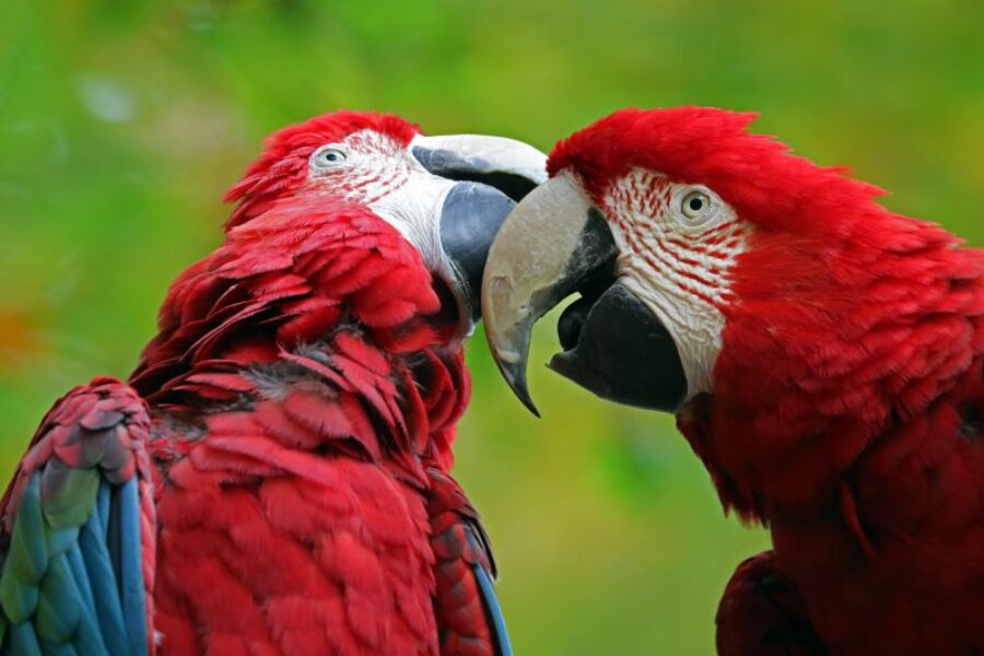 Brasilien-Reisen-Savanne-Tier-und-Naturreisen-GloboTur