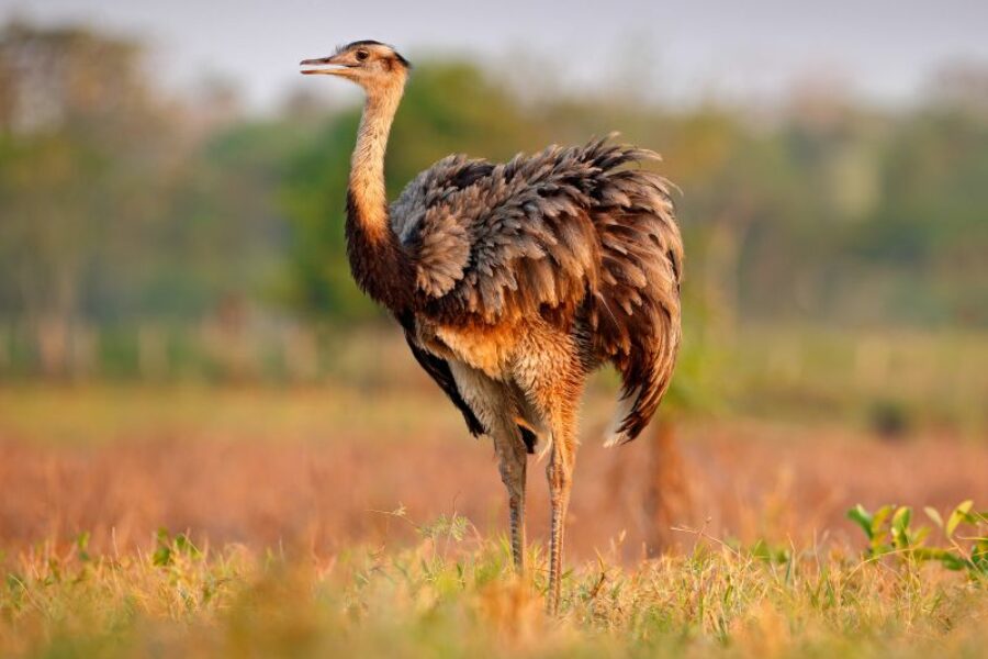 Brasilien-Reisen-Tiersafari-GloboTur