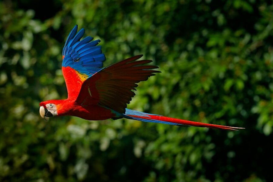 Brasilien-Spezialist-Natur-und-Tierbeobachtung