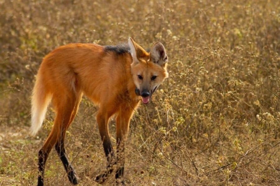 Foto-Oncafari-Pousada-Trijuncao-Brasilien-GloboTur