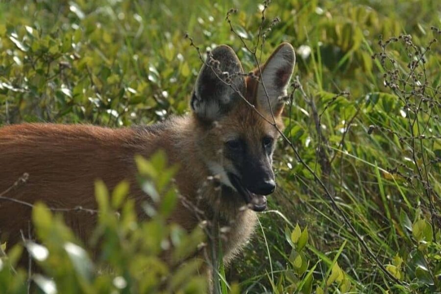 Foto-Pousada-Trijuncao-Oncasafari-Maehnenwolf-Guara-Brasilien-GloboTur