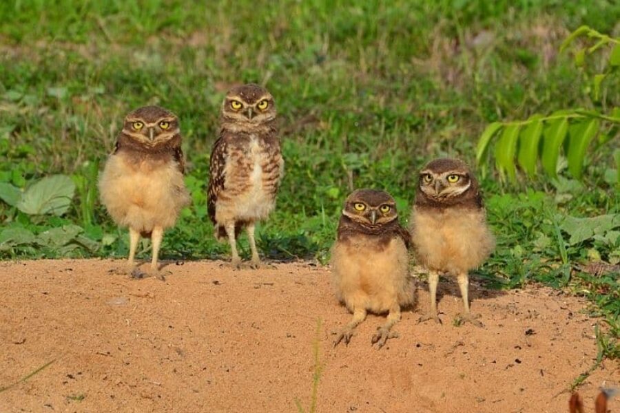 Foto-Pousada-Trijuncao-Oncasafari-coruja-buraqueira-Brasilien-GloboTur