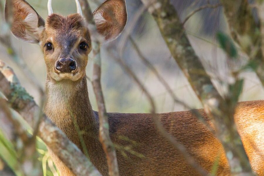 Pousada-Trijuncao-Biom-Cerrado-Brasilien-Spezialist-GloboTur